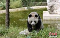 Qinling Mountains Giant Panda