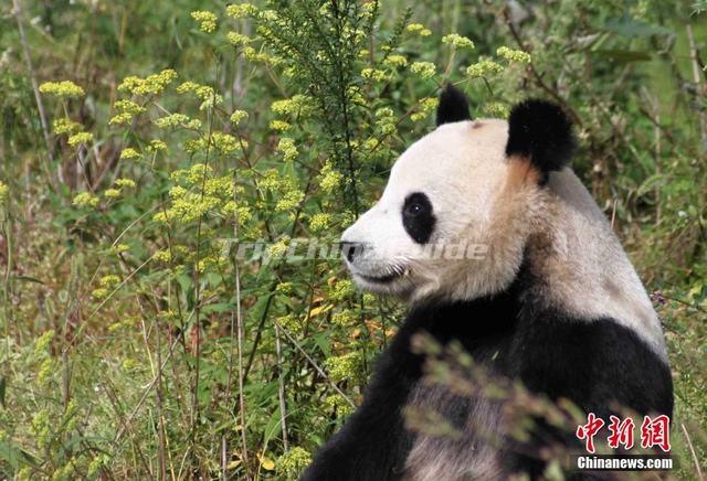 Qinling Mountains Giant Panda