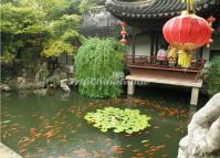 Retreat and Reflection Garden Pond Suzhou