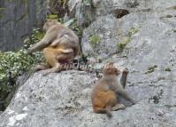Monkeys at Guilin Seven Star Park 