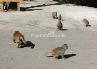 The Wild Monkeys in Shibaoshan Mountain