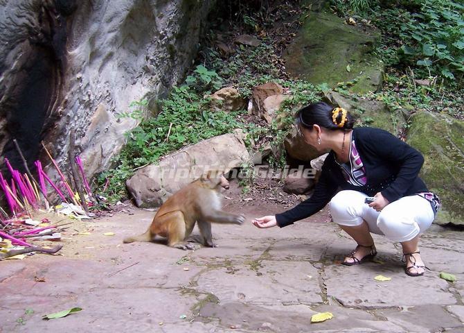 The wild monkeys in baoxiang temple in Shibaoshan Mountain