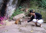 Mount Shibaoshan Monkey Yunnan