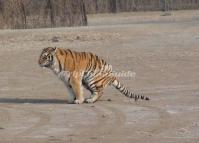 Harbin Siberian Tiger Park China 