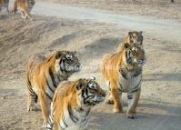 Harbin Siberian Tiger Park Heilongjiang 