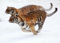 Harbin Siberian Tiger Park Heilongjiang China