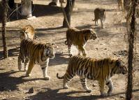 Siberian Tigers Harbin 
