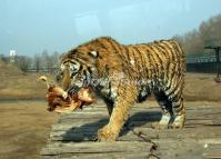 Siberian Tiger's Food