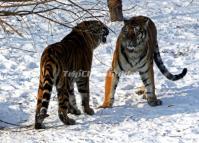 Siberian Tigers in Harbin Tiger Park