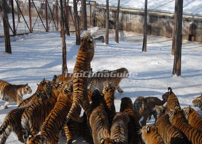 Siberian Tiger Park in Harbin 🇨🇳