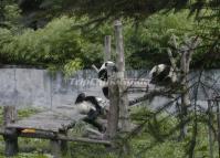 Sichuan Giant Panda Sanctuaries World Heritage Site