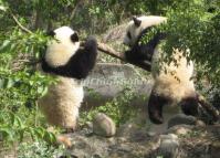 Sichuan Lovely Giant Pandas