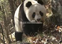 Sichuan Giant Panda Sanctuaries 