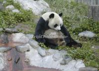 Sichuan Giant Panda Sanctuaries China