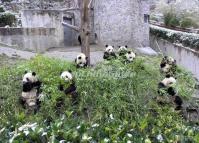 Sichuan Giant Panda Eating 