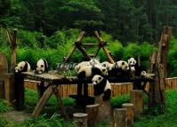 Sichuan Giant Pandas Playing 