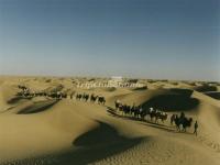 Camel Caravan on the Silk Road