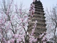 Xi'an Small Wild Goose Pagoda in Spring