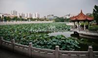 Lotus Pond at South Putuo Temple Xiamen 