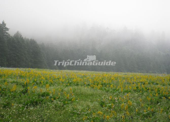 Spruce Plateau in Jade Dragon Snow Mountain Lijiang