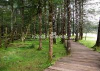 Spruce Plateau Lijiang Yunnan 