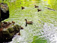 The Wild Ducks in Nanjing Sun Yat-sen Mausoleum
