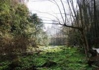 Suoxi Valley Nature Reserve Zhangjiajie China 