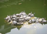 Suzhou Guangqian Street Tortoise