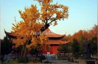 Suzhou Inscriptions Museum Autumn 