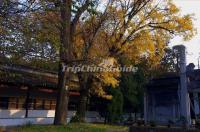 Suzhou Inscriptions Museum Autumn Scenery 