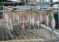 Tai O Market: Dried Seafood