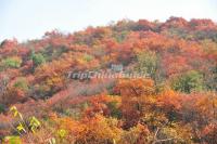 Taiyuan Longshan Red Leaves Festival