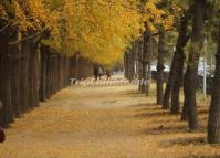 A Road is Overarched by Ginkgoes