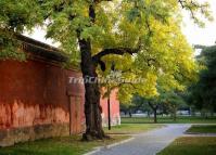 A Huge Ginkgo Tree