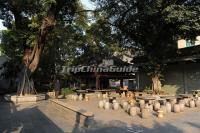 The Banyan Trees at Guangzhou Six Banyan Trees Temple