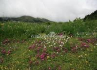 Three Parallel Rivers of Yunnan Protected Areas Beautiful Scenery Lijiang 