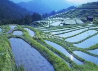 Rice Fields at Tiantou Village Longsheng 