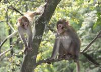 Monkeys in Tianzi Mountains, Zhangjiajie, China