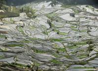 The Rice Terraces at Tiger Mouth, Yuanyang, Yunnan