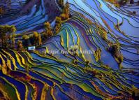 Colorful Tiger Mouth Rice Terraces