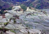 Hani Rice Terraces at Laohuzui