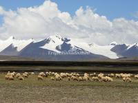 Xinjiang Tibet Highway Scenery 