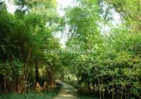 A Quiet Path at Wangjianglou Park Chengdu