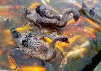 Animals At Wangjianglou Park Chengdu China