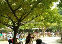 People Play Mahjong at Wangjianglou Park