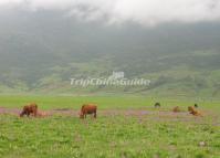 Horses at Wen Lake Lijiang 