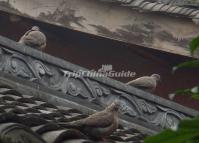 Wenshu Temple Pigeons China