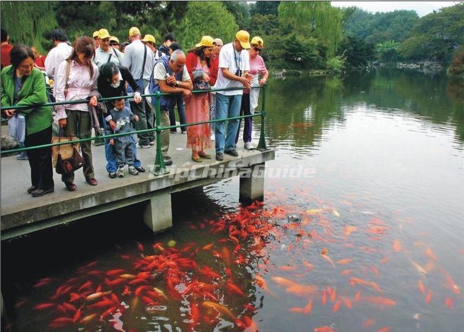 West Lake Viewing Fish at Flower Pond