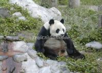 Wolong Panda Reserve