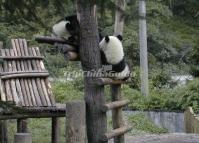 Lovely Pandas at Wolong Panda Reserve